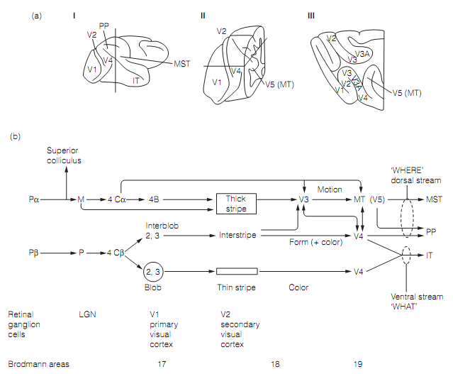 65_Extrastriate visual cortex.png